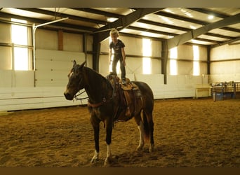 American Quarter Horse, Castrone, 14 Anni, 160 cm, Pelle di daino