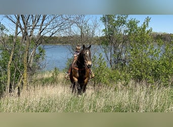 American Quarter Horse, Castrone, 14 Anni, 160 cm, Pelle di daino