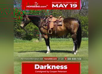 American Quarter Horse, Castrone, 14 Anni, 160 cm, Pelle di daino