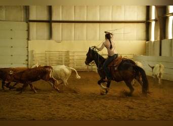 American Quarter Horse, Castrone, 14 Anni, 160 cm, Pelle di daino