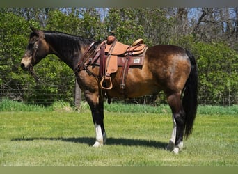 American Quarter Horse, Castrone, 14 Anni, 160 cm, Pelle di daino