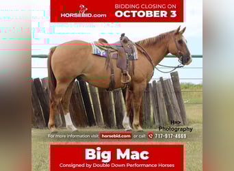 American Quarter Horse Mix, Castrone, 14 Anni, 160 cm, Red dun