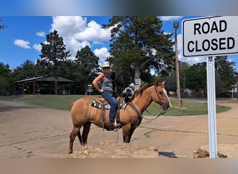 American Quarter Horse Mix, Castrone, 14 Anni, 160 cm, Red dun