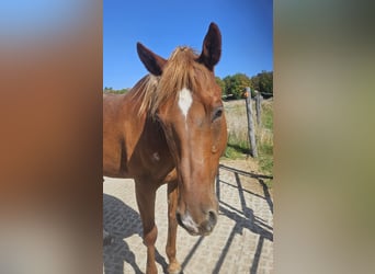 American Quarter Horse, Castrone, 14 Anni, 161 cm, Sauro