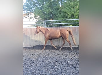 American Quarter Horse, Castrone, 14 Anni, 161 cm, Sauro