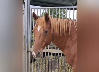 American Quarter Horse, Castrone, 14 Anni, 161 cm, Sauro