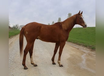 American Quarter Horse, Castrone, 14 Anni, 163 cm, Sauro ciliegia
