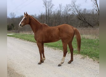 American Quarter Horse, Castrone, 14 Anni, 163 cm, Sauro ciliegia