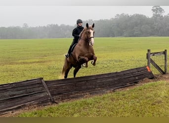 American Quarter Horse, Castrone, 14 Anni, 168 cm, Sauro scuro