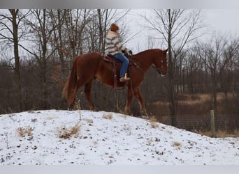 American Quarter Horse, Castrone, 14 Anni, 168 cm, Sauro scuro