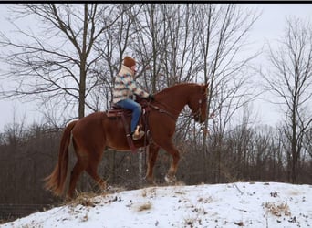 American Quarter Horse, Castrone, 14 Anni, 168 cm, Sauro scuro