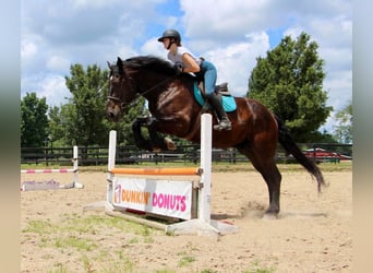 American Quarter Horse, Castrone, 14 Anni, 175 cm, Morello