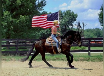 American Quarter Horse, Castrone, 14 Anni, 175 cm, Morello