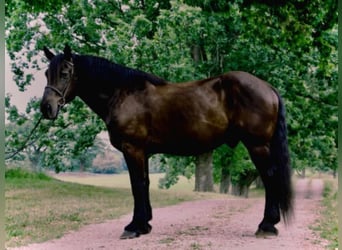 American Quarter Horse, Castrone, 14 Anni, 175 cm, Morello