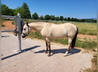 American Quarter Horse, Castrone, 14 Anni, Dunalino