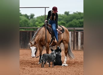 American Quarter Horse, Castrone, 14 Anni, Falbo