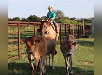 American Quarter Horse, Castrone, 14 Anni, Grullo