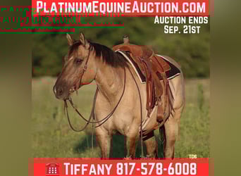 American Quarter Horse, Castrone, 14 Anni, Grullo