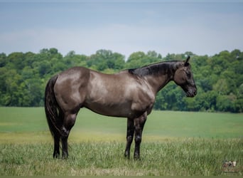 American Quarter Horse, Castrone, 14 Anni, Grullo