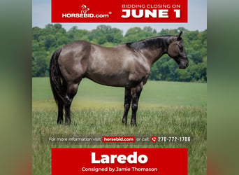 American Quarter Horse, Castrone, 14 Anni, Grullo