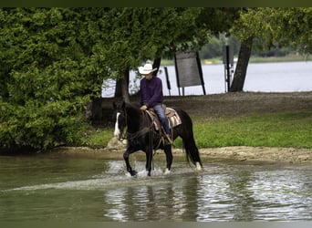 American Quarter Horse, Castrone, 14 Anni, Morello
