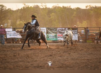 American Quarter Horse, Castrone, 14 Anni, Morello
