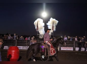 American Quarter Horse, Castrone, 14 Anni, Morello
