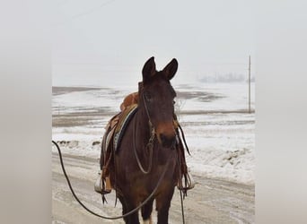 American Quarter Horse, Castrone, 14 Anni, Morello