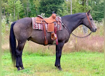 American Quarter Horse, Castrone, 14 Anni, Pelle di daino