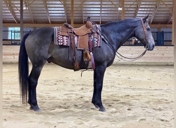 American Quarter Horse, Castrone, 14 Anni, Pelle di daino