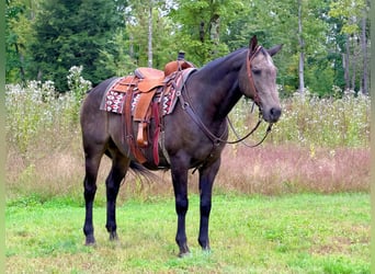American Quarter Horse, Castrone, 14 Anni, Pelle di daino