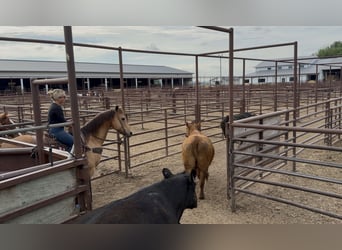 American Quarter Horse, Castrone, 14 Anni, Pelle di daino