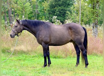 American Quarter Horse, Castrone, 14 Anni, Pelle di daino
