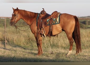 American Quarter Horse, Castrone, 14 Anni, Red dun