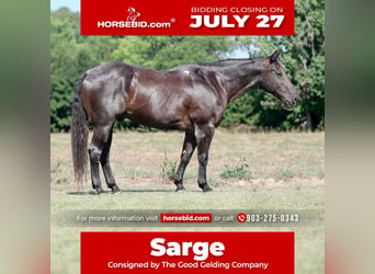 American Quarter Horse Mix, Castrone, 14 Anni, Roano blu