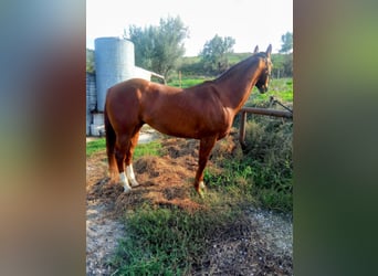 American Quarter Horse, Castrone, 14 Anni, Sauro