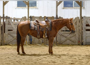 American Quarter Horse, Castrone, 14 Anni, Sauro ciliegia