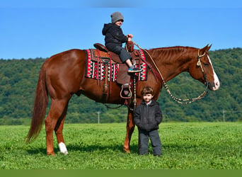 American Quarter Horse, Castrone, 14 Anni, Sauro ciliegia