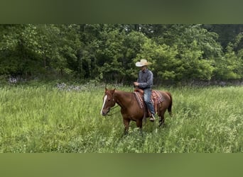 American Quarter Horse, Castrone, 14 Anni, Sauro ciliegia