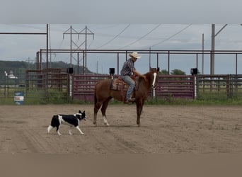 American Quarter Horse, Castrone, 14 Anni, Sauro ciliegia