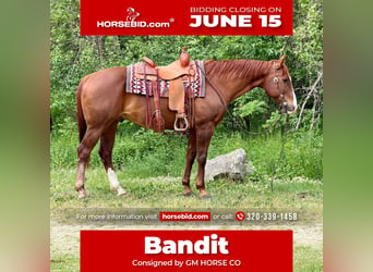 American Quarter Horse, Castrone, 14 Anni, Sauro ciliegia