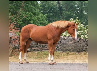 American Quarter Horse, Castrone, 14 Anni, Sauro scuro