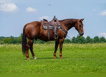 American Quarter Horse, Castrone, 14 Anni, Sauro scuro