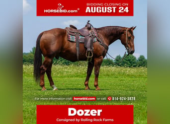 American Quarter Horse, Castrone, 14 Anni, Sauro scuro