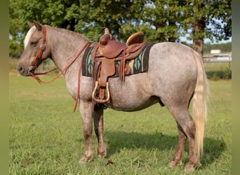 American Quarter Horse, Castrone, 15 Anni, 119 cm, Baio