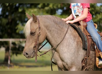 American Quarter Horse, Castrone, 15 Anni, 119 cm, Baio