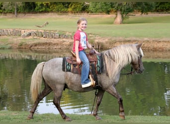 American Quarter Horse, Castrone, 15 Anni, 119 cm, Baio