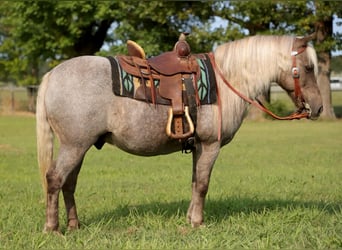 American Quarter Horse, Castrone, 15 Anni, 119 cm, Baio