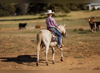 American Quarter Horse, Castrone, 15 Anni, 124 cm, Champagne