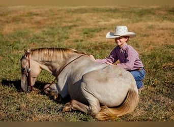 American Quarter Horse, Castrone, 15 Anni, 124 cm, Champagne